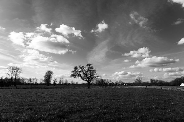 075 - Fotoclub Merchtem - Lander Vansteene - Tree surrounded by sky